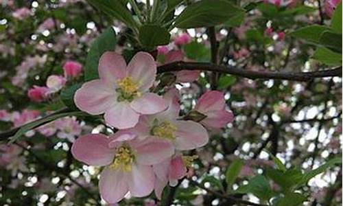 菠菜送彩金：008白菜网(2018白菜网大全)