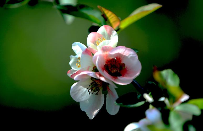 菠菜送白菜讯息网(种白菜菠菜时应该多施什么肥)