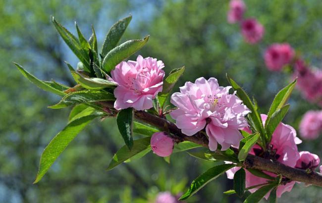 英雄联盟菠菜网(英雄联盟比赛菠菜)