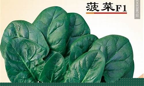 菠菜公司广告(菠菜广告是啥) (3)