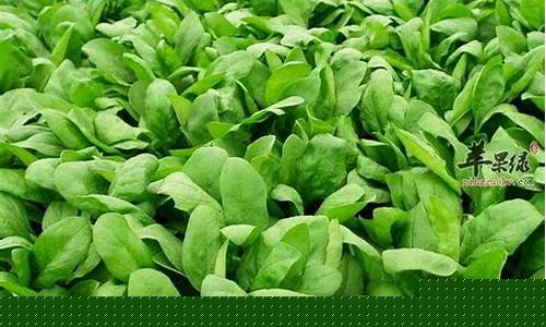 菠菜广告投放平台：菠菜推荐(菠菜推荐理由怎么写) (4)
